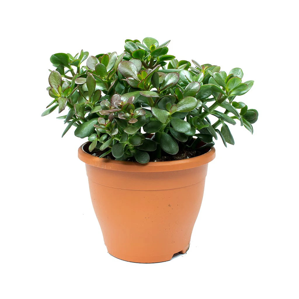 jade plant là cây gì Crasula Ovata - Jade Plant