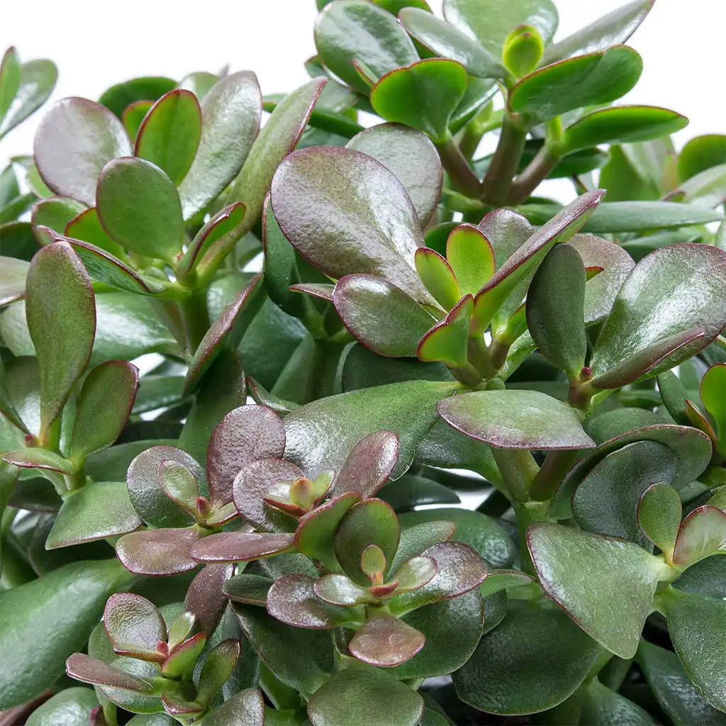 jade plant in arabic Crasula Ovata - Jade Plant