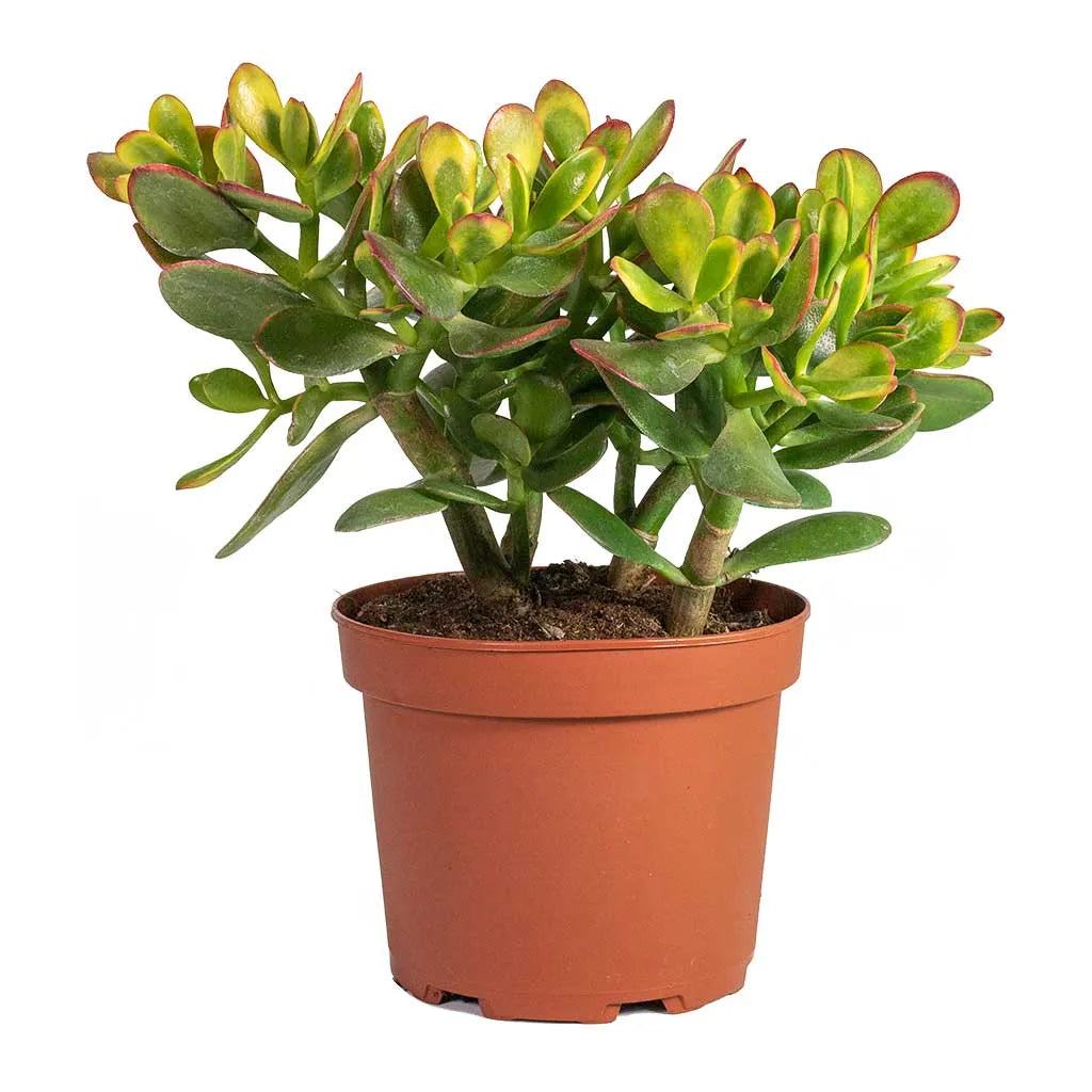 Crasula Ovata - Jade Plant