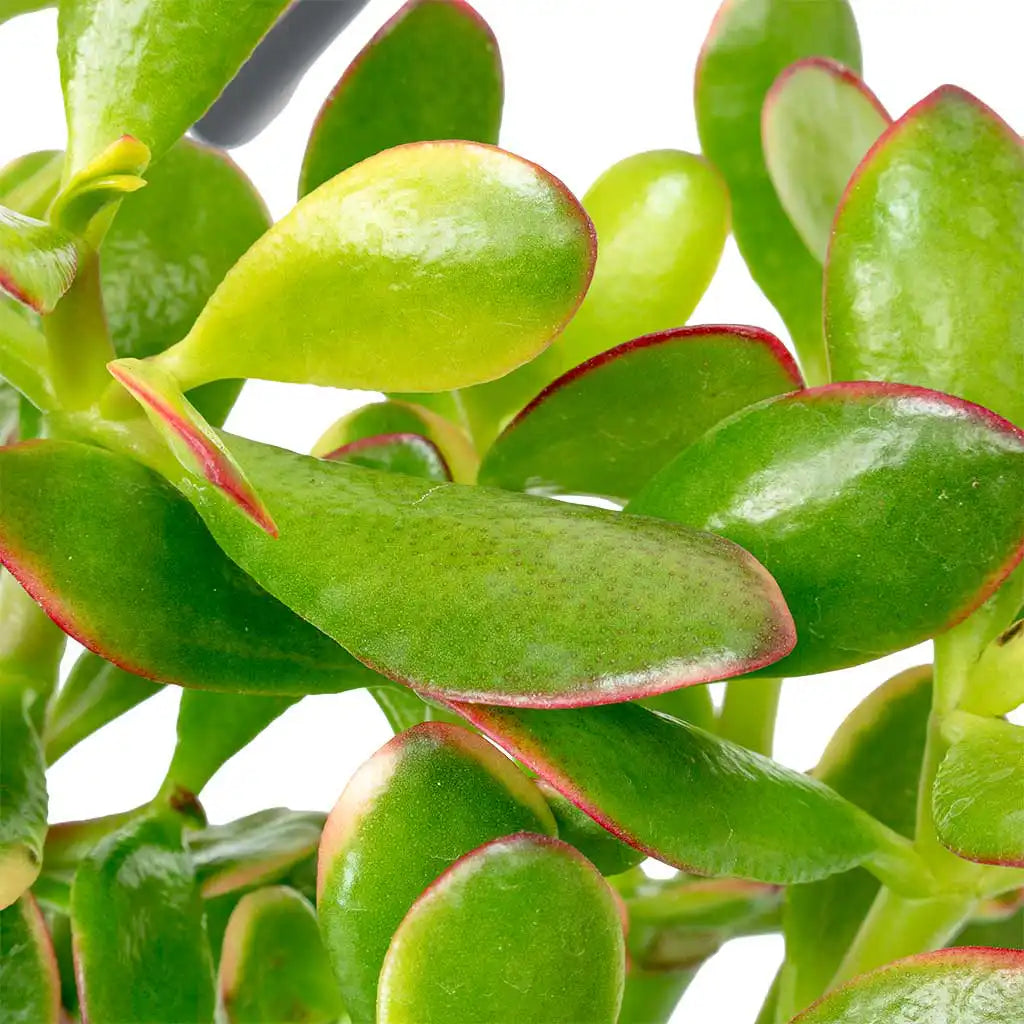 jade plant là cây gì Crasula Ovata - Jade Plant
