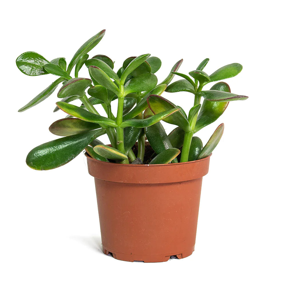 Crasula Ovata - Jade Plant