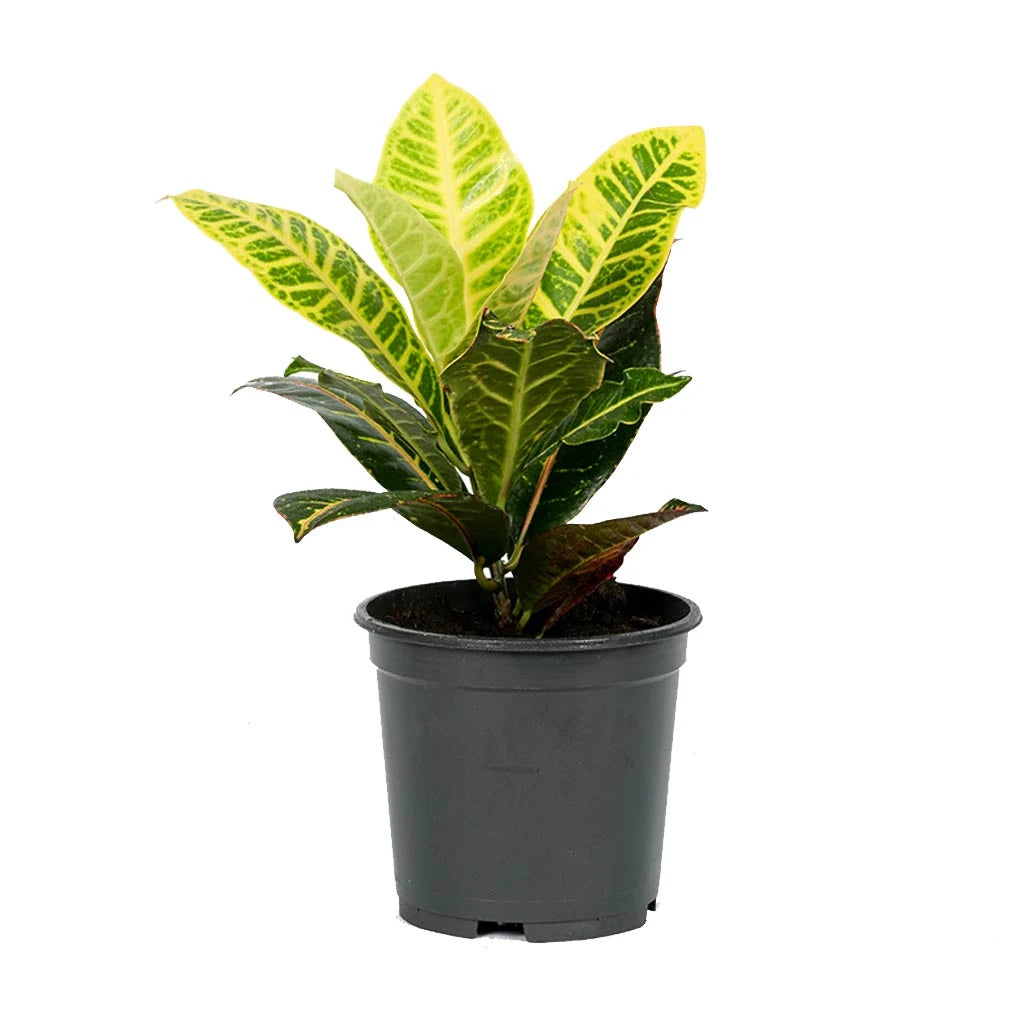 Croton Petra - Variegated Croton
