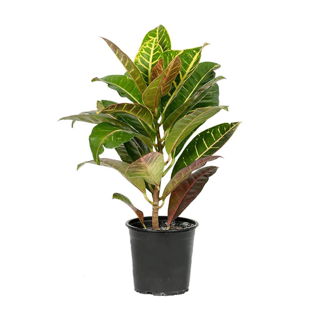 Croton Petra - Variegated Croton