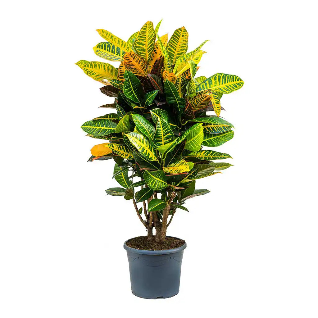 Croton Petra - Variegated Croton