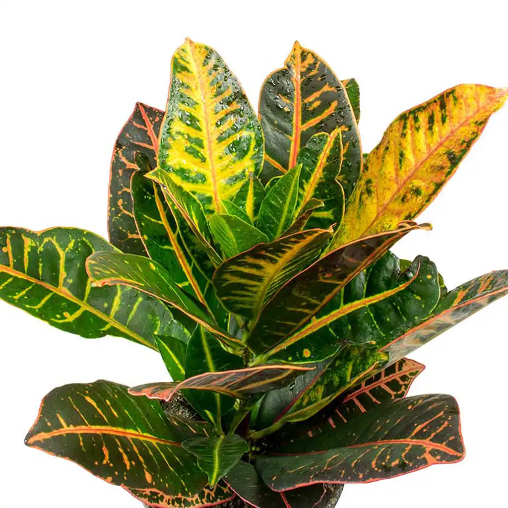 Croton Petra - Variegated Croton