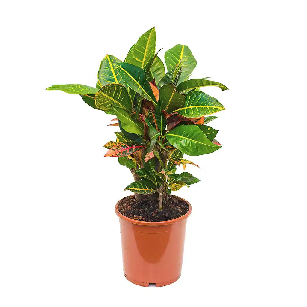 Croton Petra - Variegated Croton