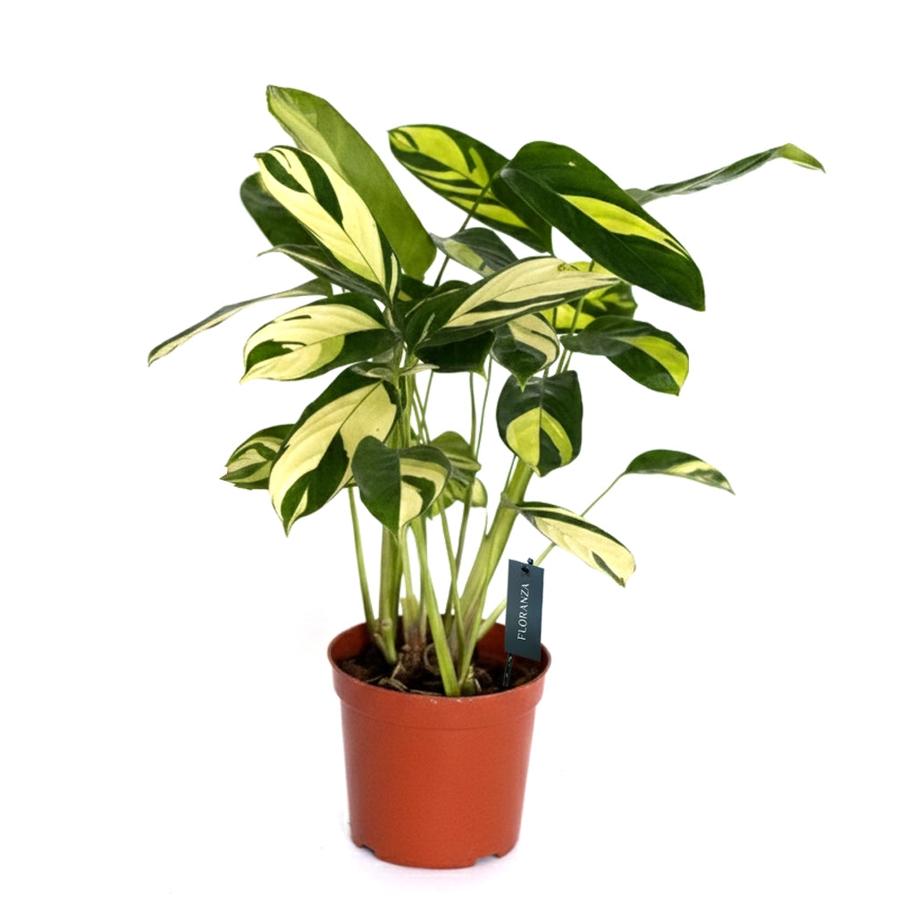 Ctenanthe lubbersiana -Golden Mosaic
