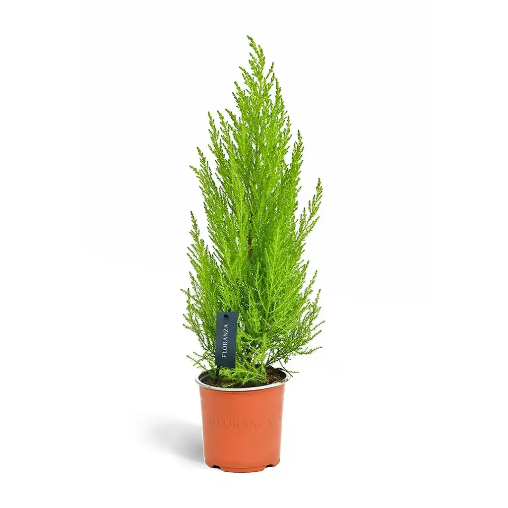 Cupressus Wilma  - Goldcrest
