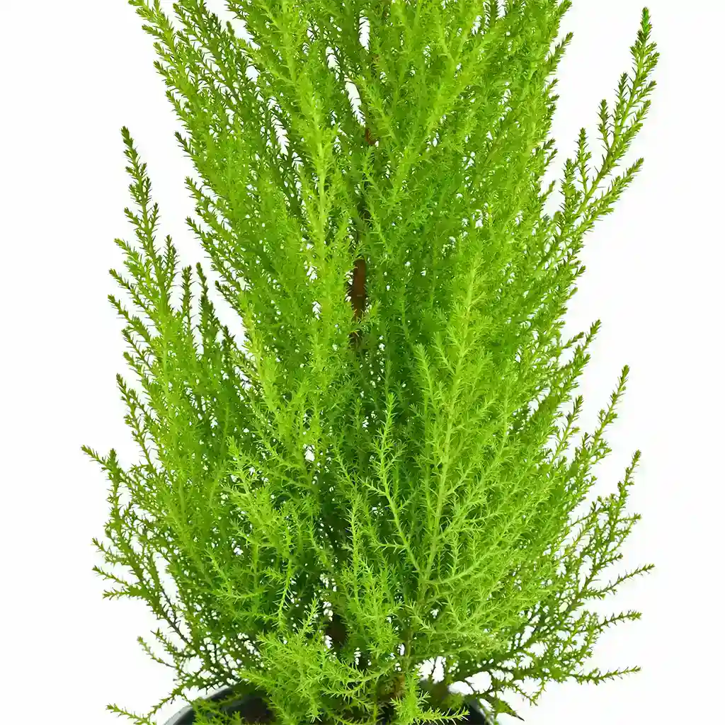 Cupressus Wilma  - Goldcrest