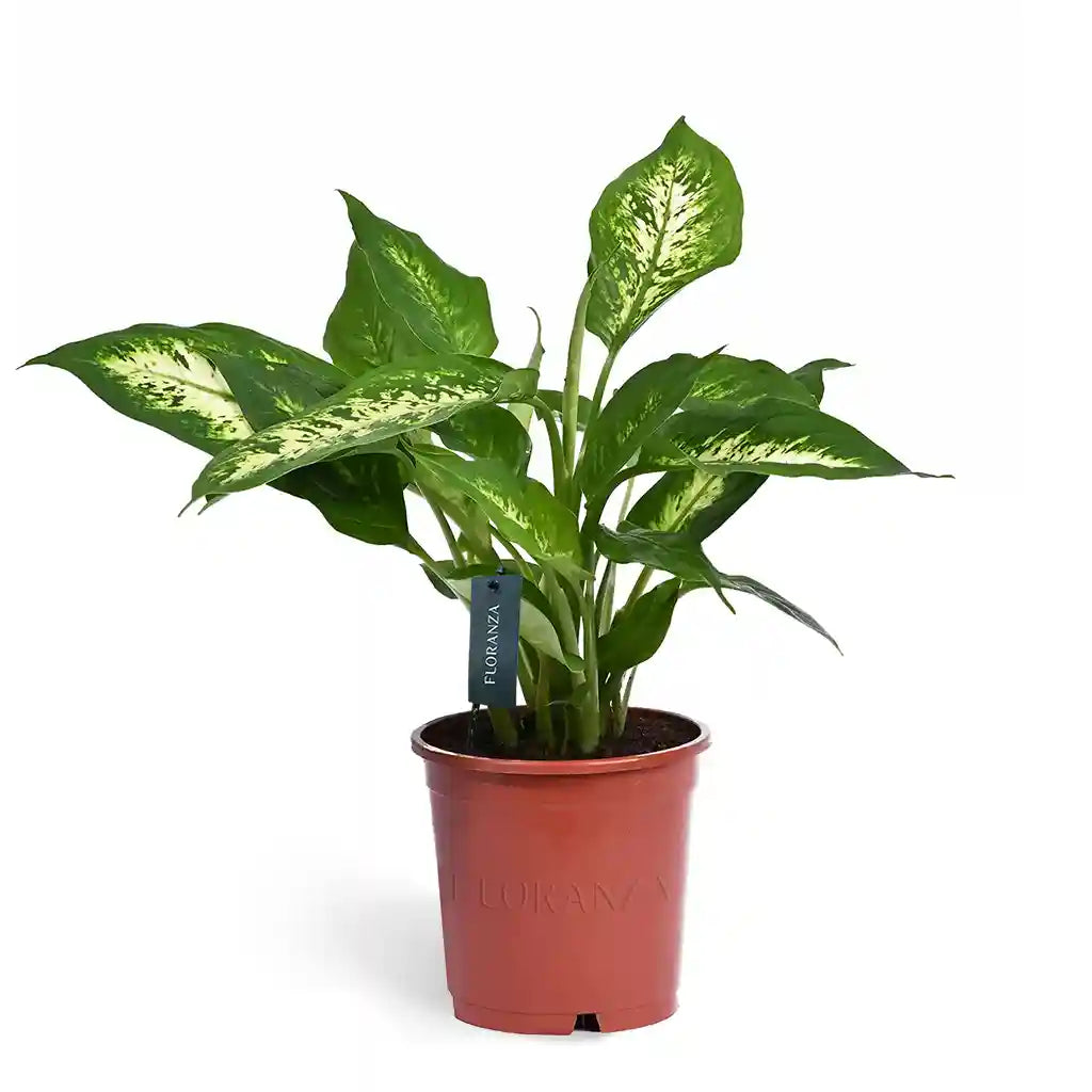 Dieffenbachia Compacta -  Dumb Cane