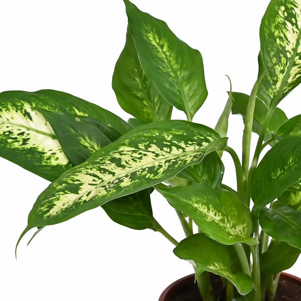 dieffenbachia seguine 'compacta' Dieffenbachia Compacta - Dumb Cane