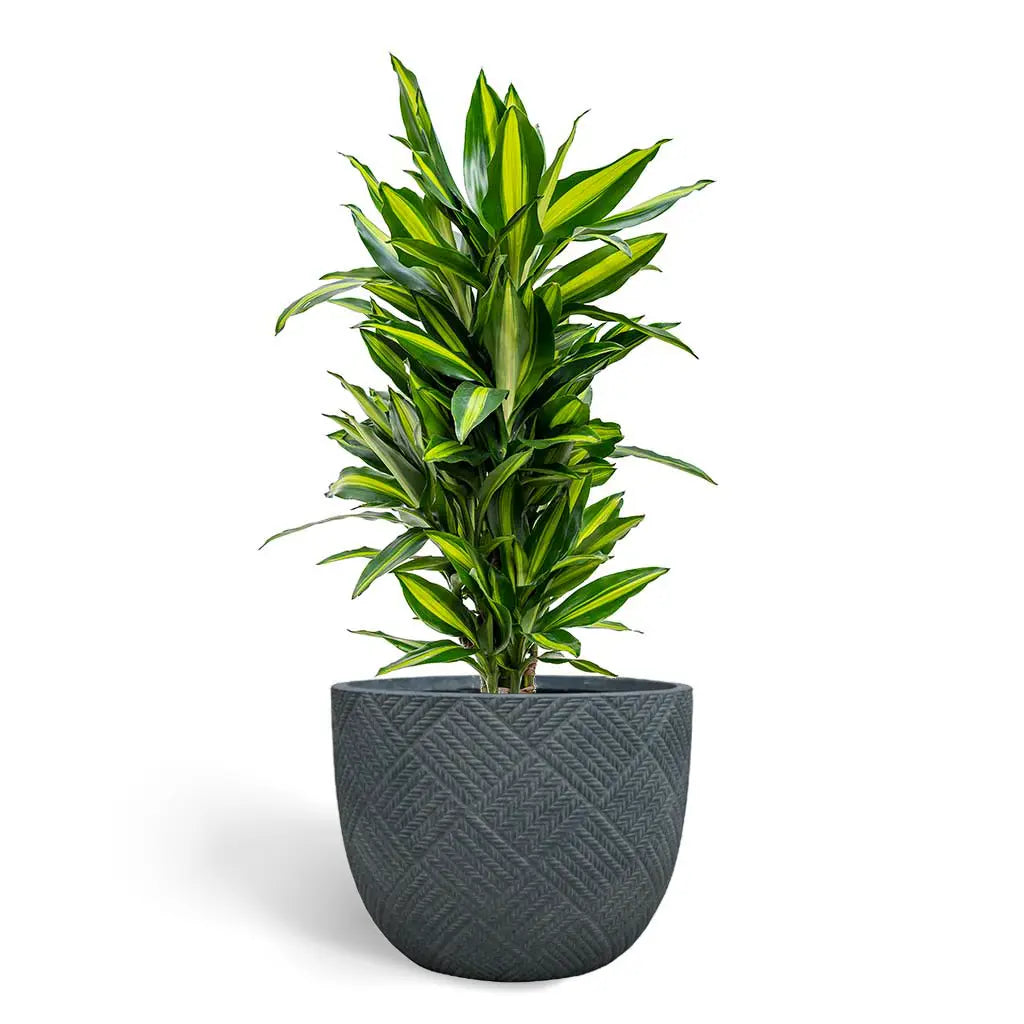 Dracaena Cintho   - Corn Plant