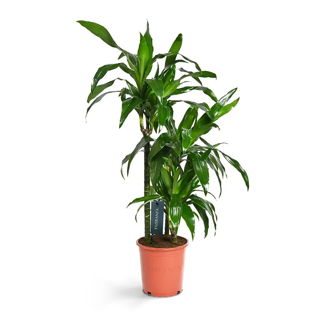 Dracaena Janet Craig  -Dragon Plant