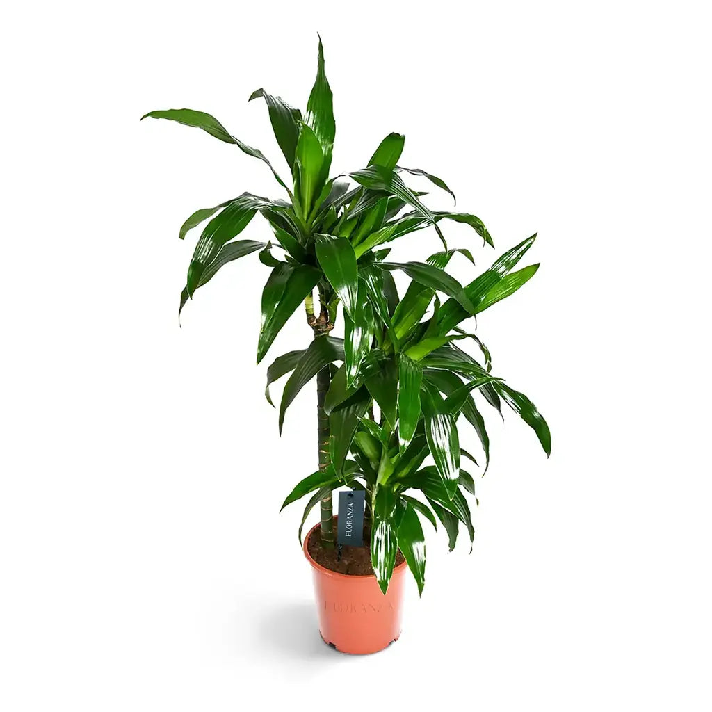 Dracaena Janet Craig  -Dragon Plant