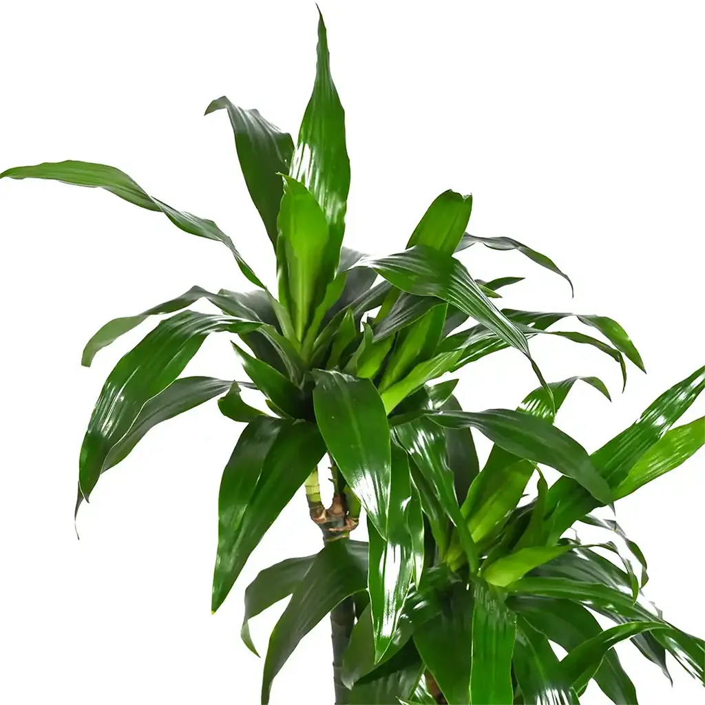 Dracaena Janet Craig -Dragon Plant