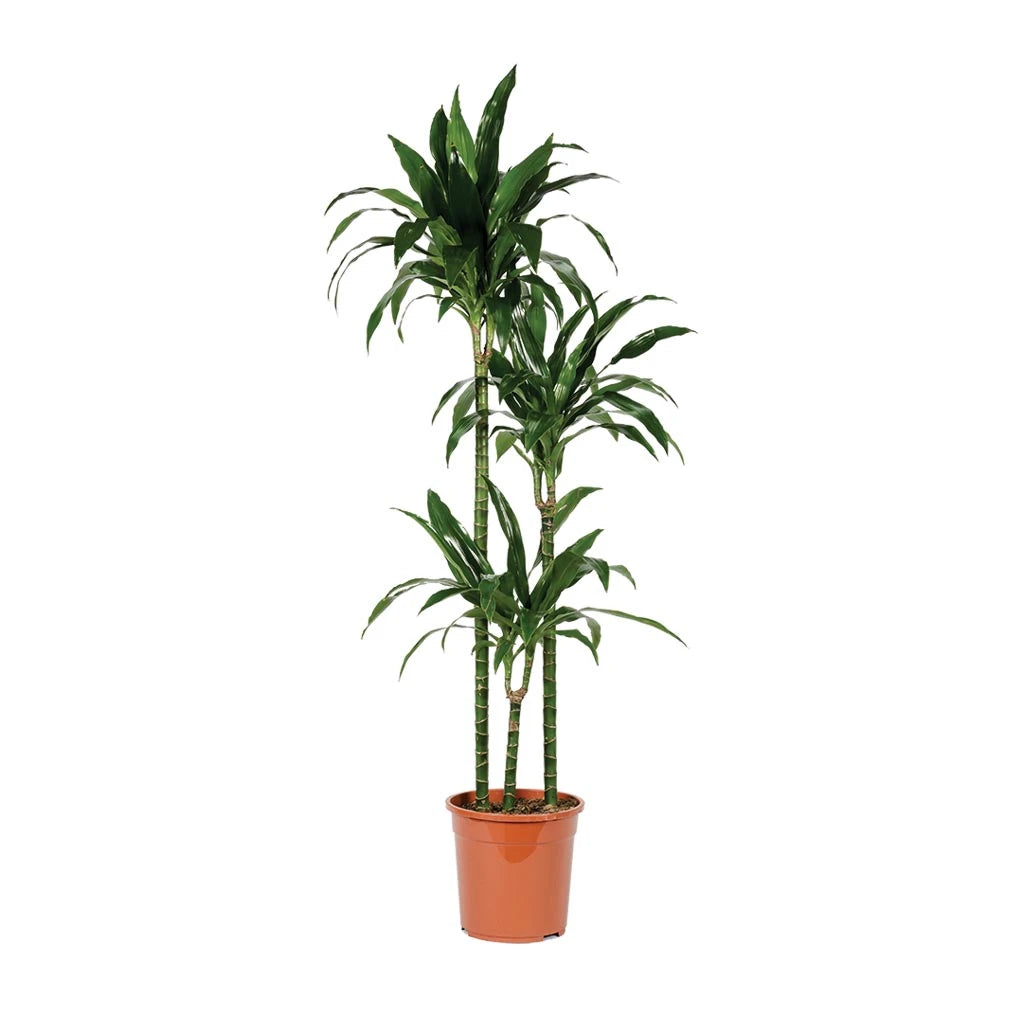 Dracaena Janet Craig  -Dragon Plant