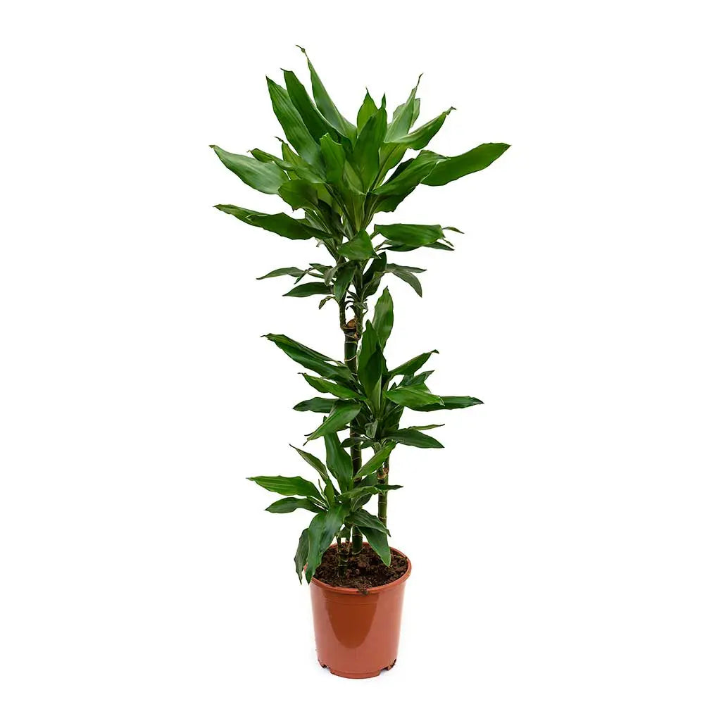Dracaena Janet Craig  -Dragon Plant