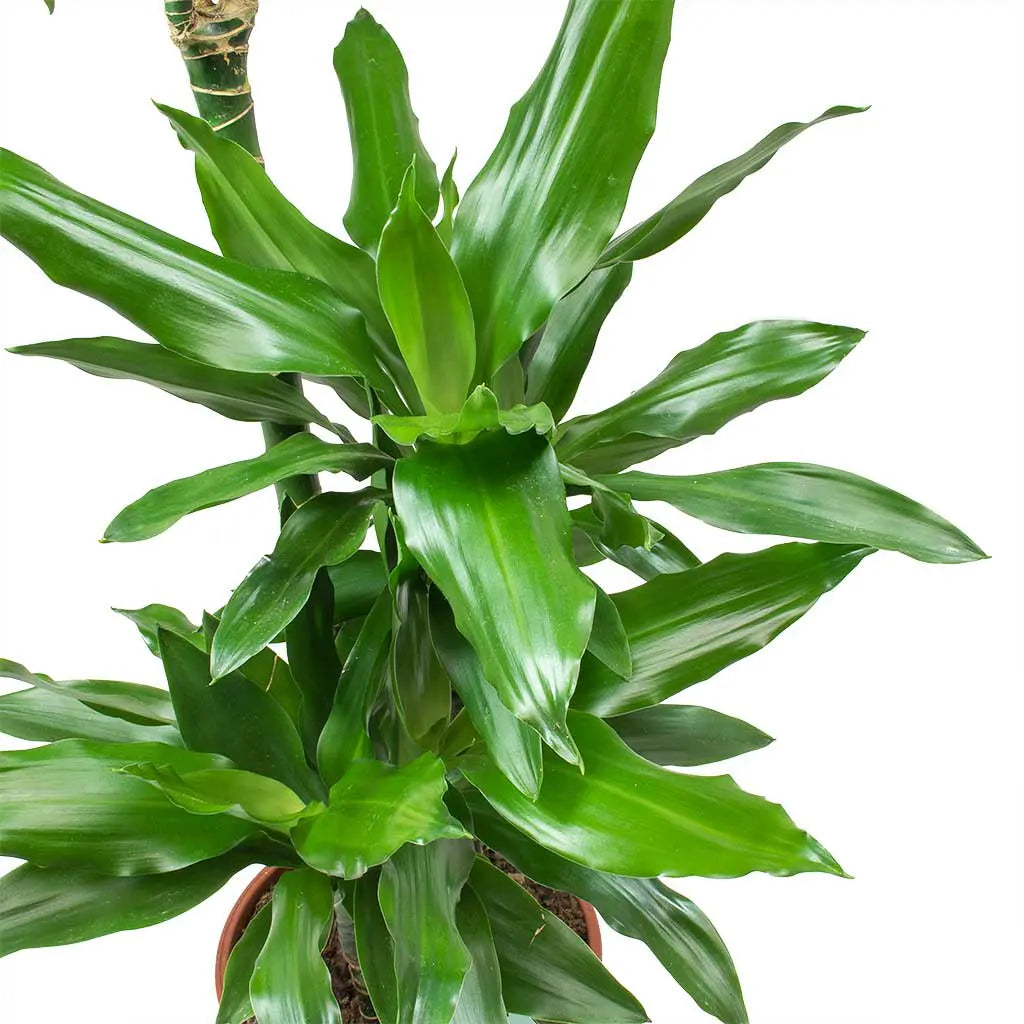 Dracaena Janet Craig  Branched -Dragon Plant