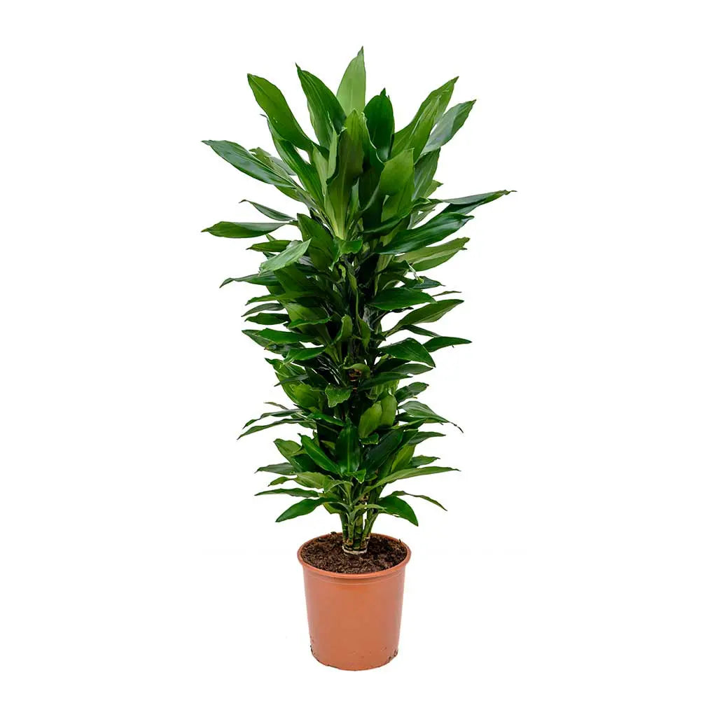 Dracaena Janet Craig  Branched -Dragon Plant