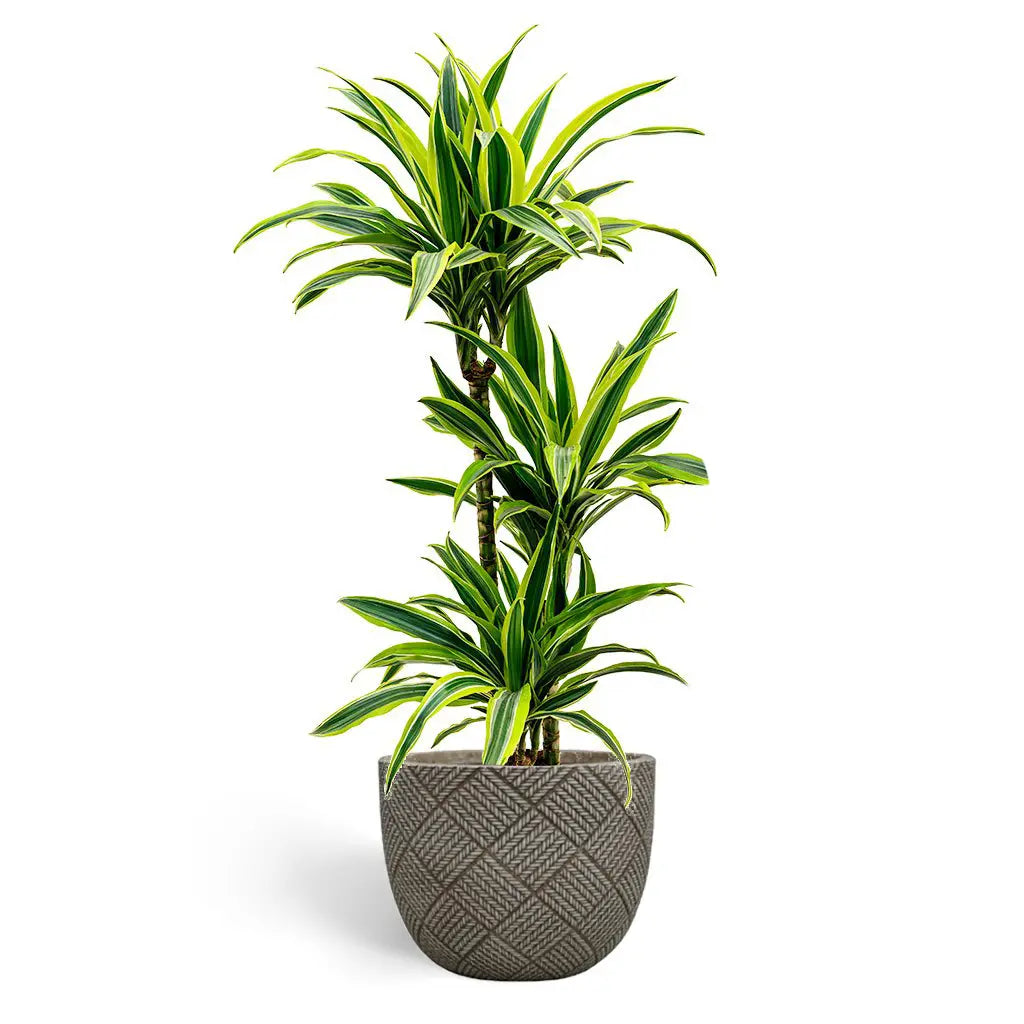 Dracaena Lemon Lime -Dragon Plant