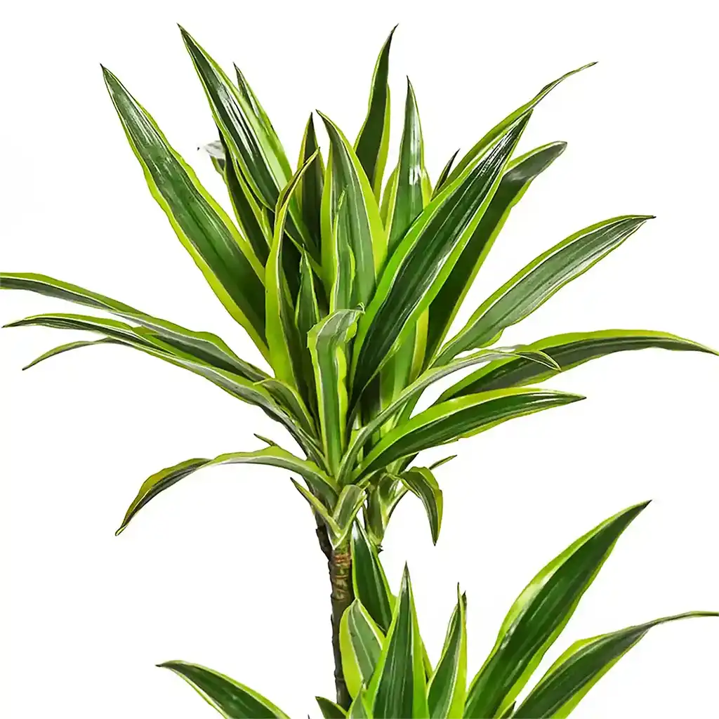 Dracaena Lemon Lime  -Dragon Plant