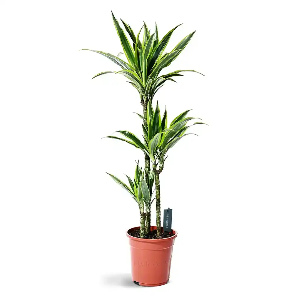 Dracaena Lemon Lime -Dragon Plant