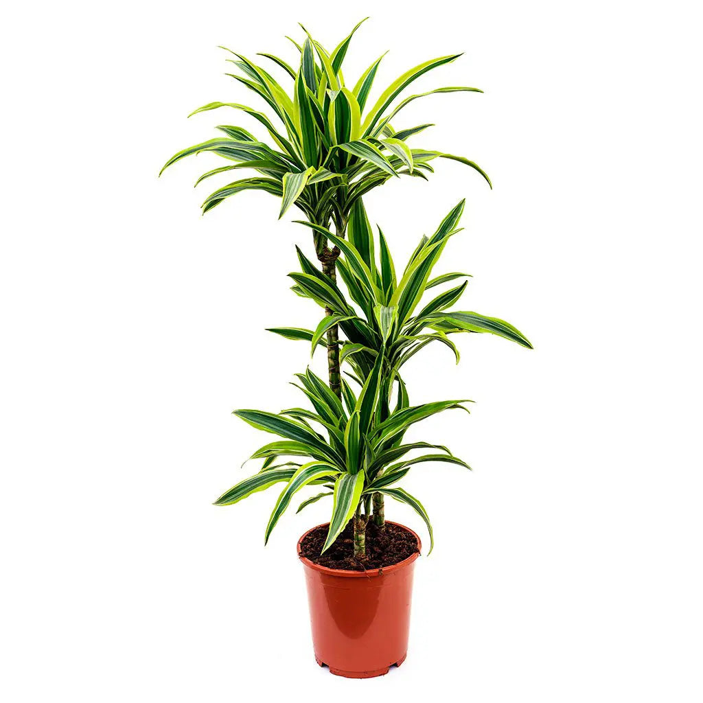 Dracaena Lemon Lime  -Dragon Plant