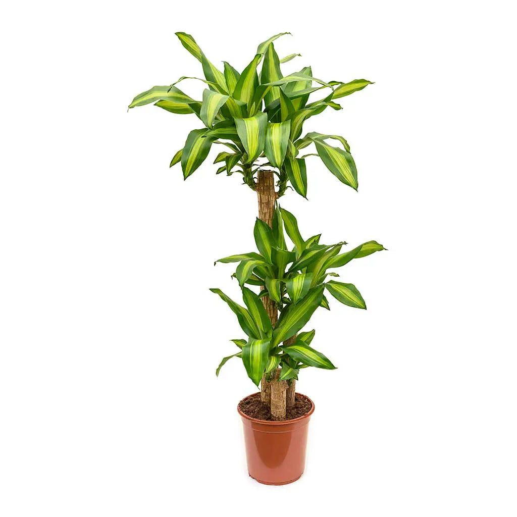 Dracaena Massangeana Multi-Stem - Dragon Plant
