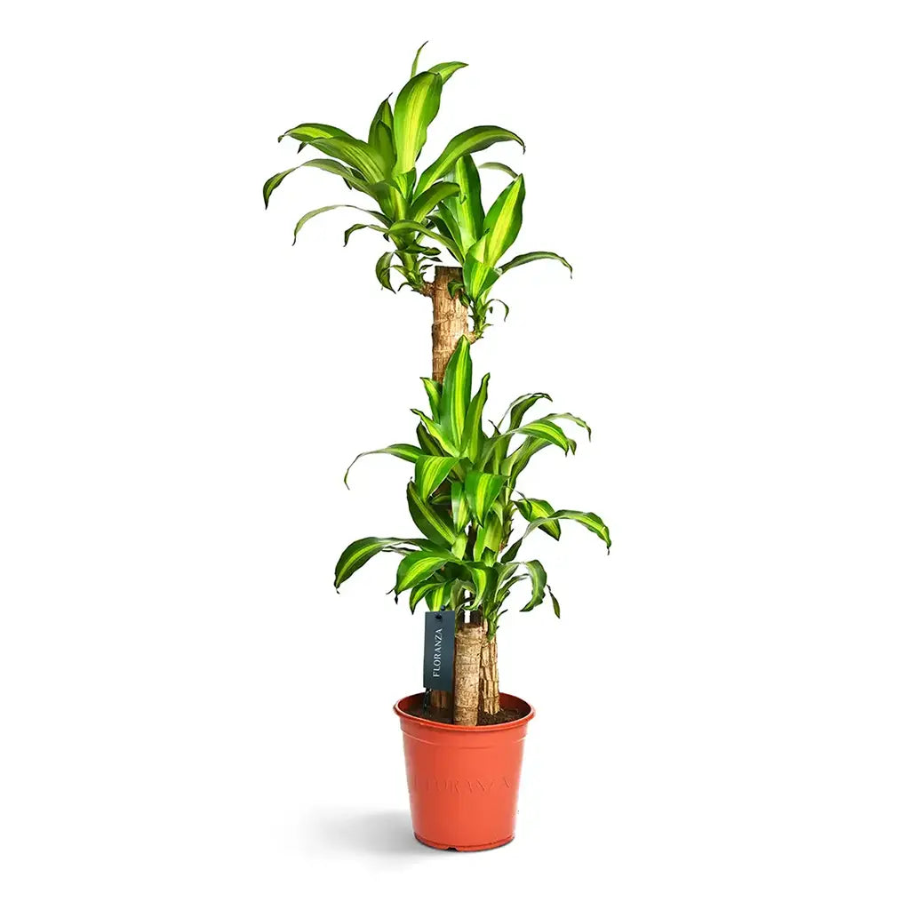 Dracaena Massangeana Multi-Stem - Dragon Plant