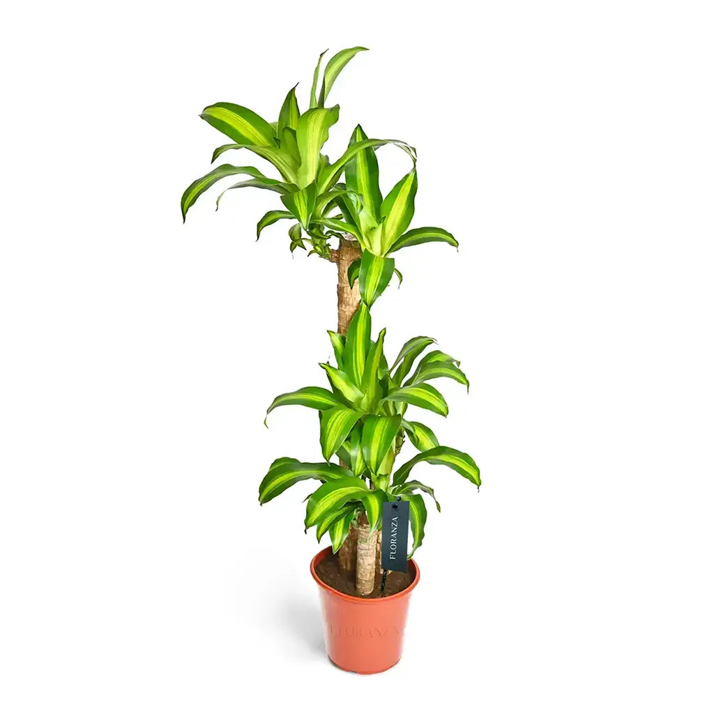 Dracaena Massangeana Multi-Stem - Dragon Plant