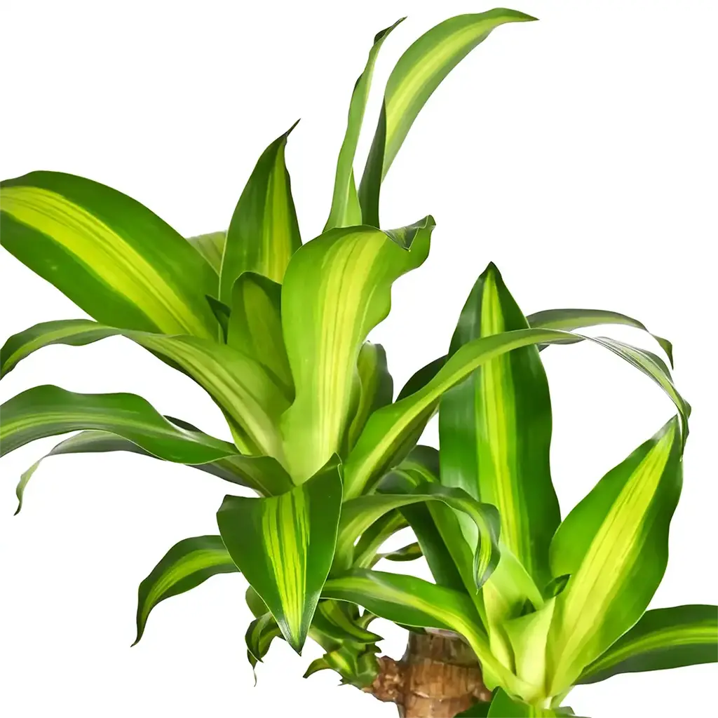 Dracaena Massangeana Multi-Stem - Dragon Plant