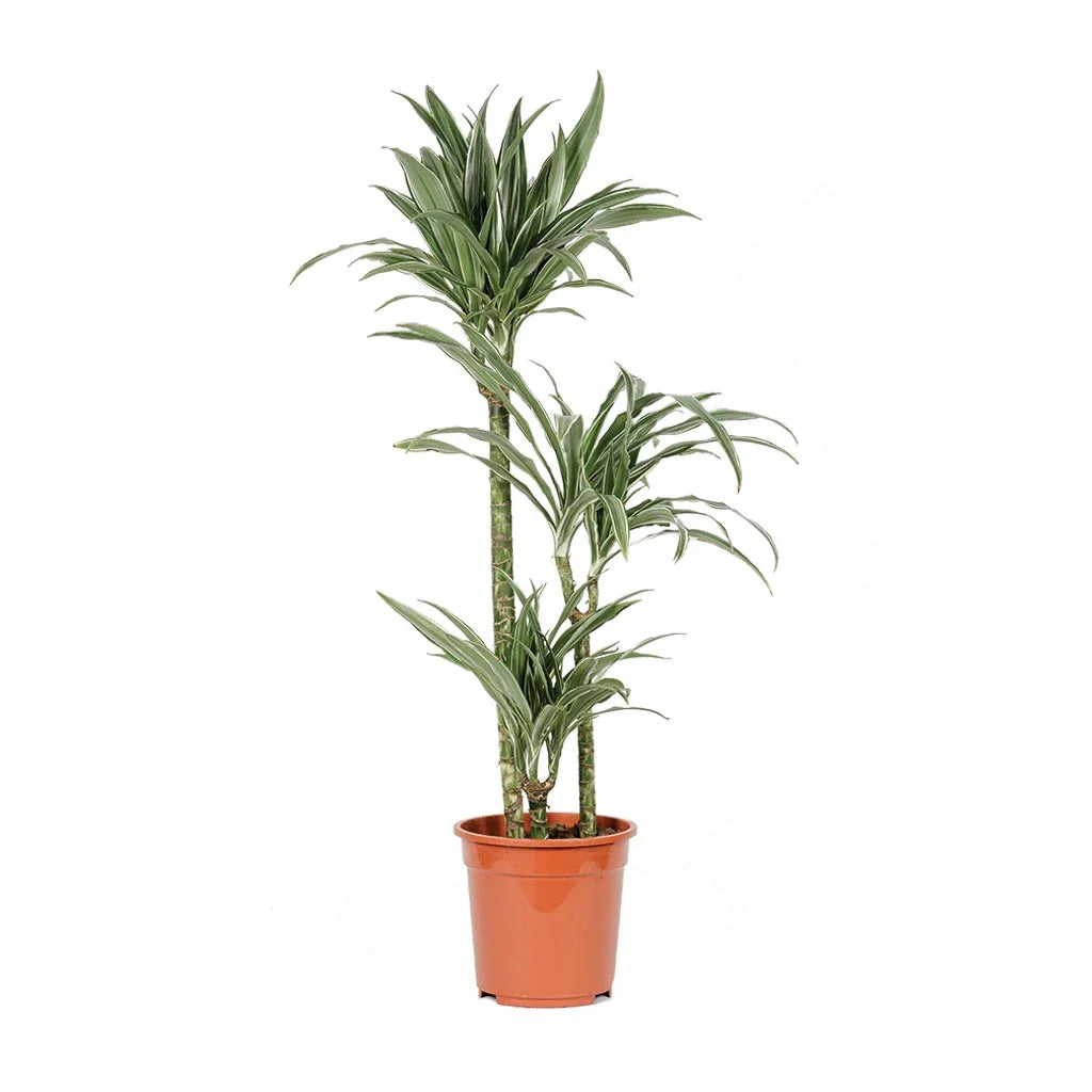 Dracaena Warneckii Multi-Stem - Dragon Plant