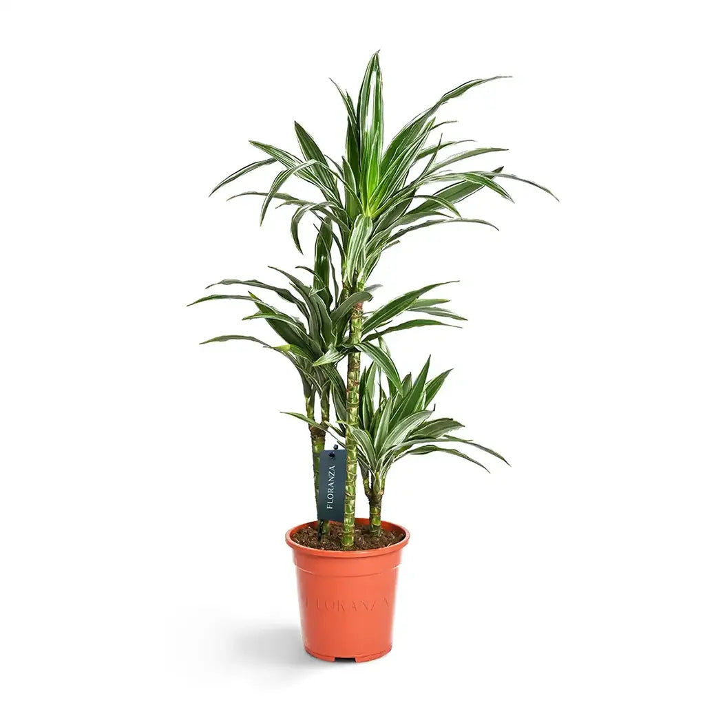 Dracaena Warneckii Multi-Stem - Dragon Plant