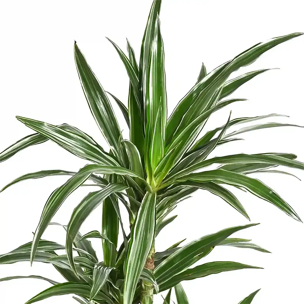 Dracaena Warneckii Multi-Stem - Dragon Plant