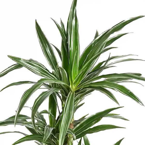 dracaena warneckii safe for cats Dracaena Warneckii Multi-Stem - Dragon Plant