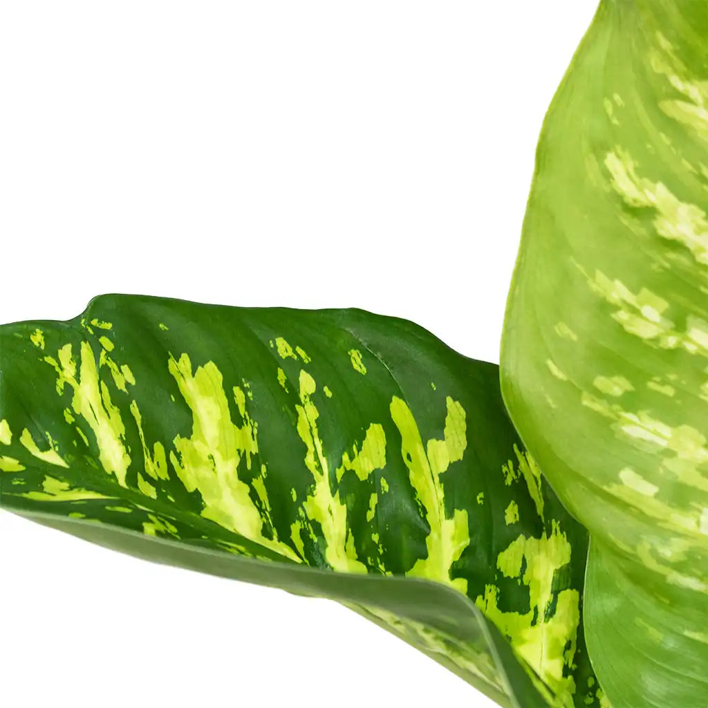 Dieffenbachia Tropicsnow   - Snow  Dumb Cane