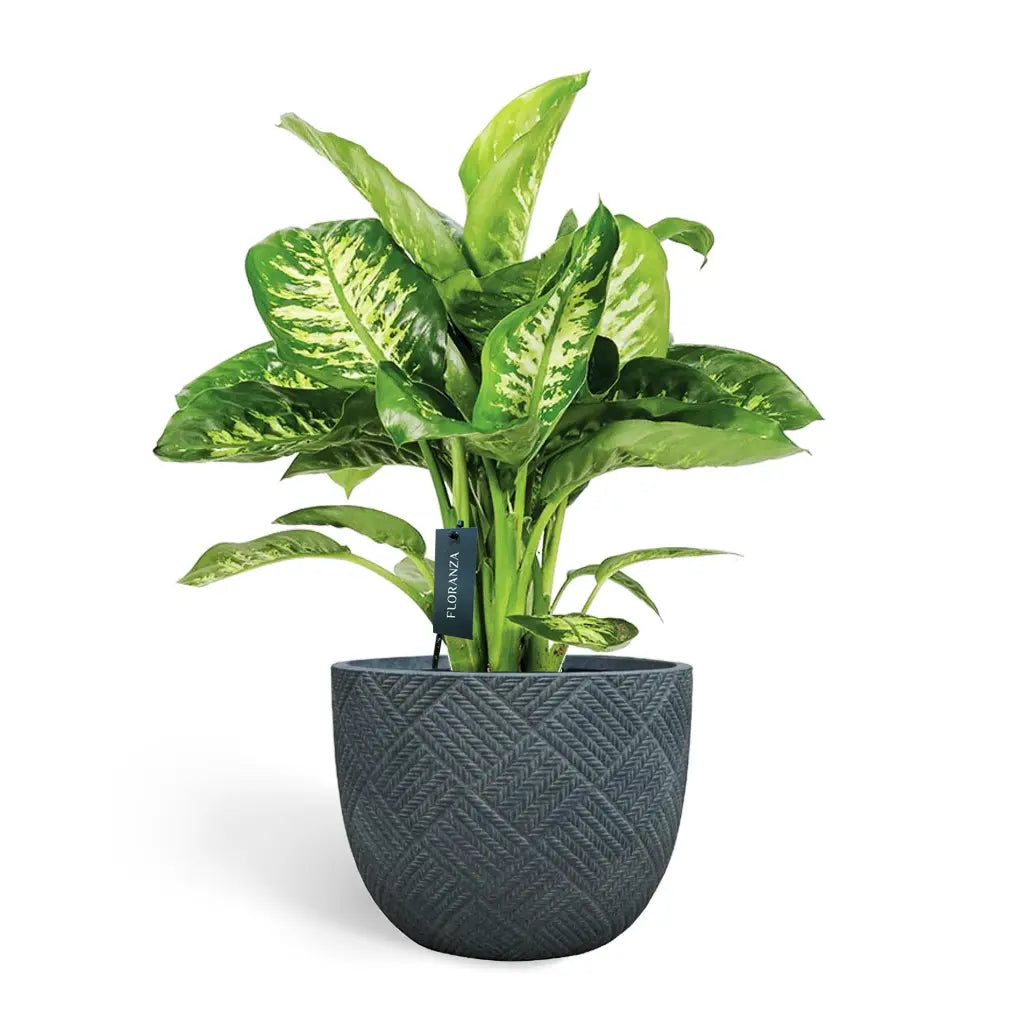 Dieffenbachia Tropicsnow   - Snow  Dumb Cane