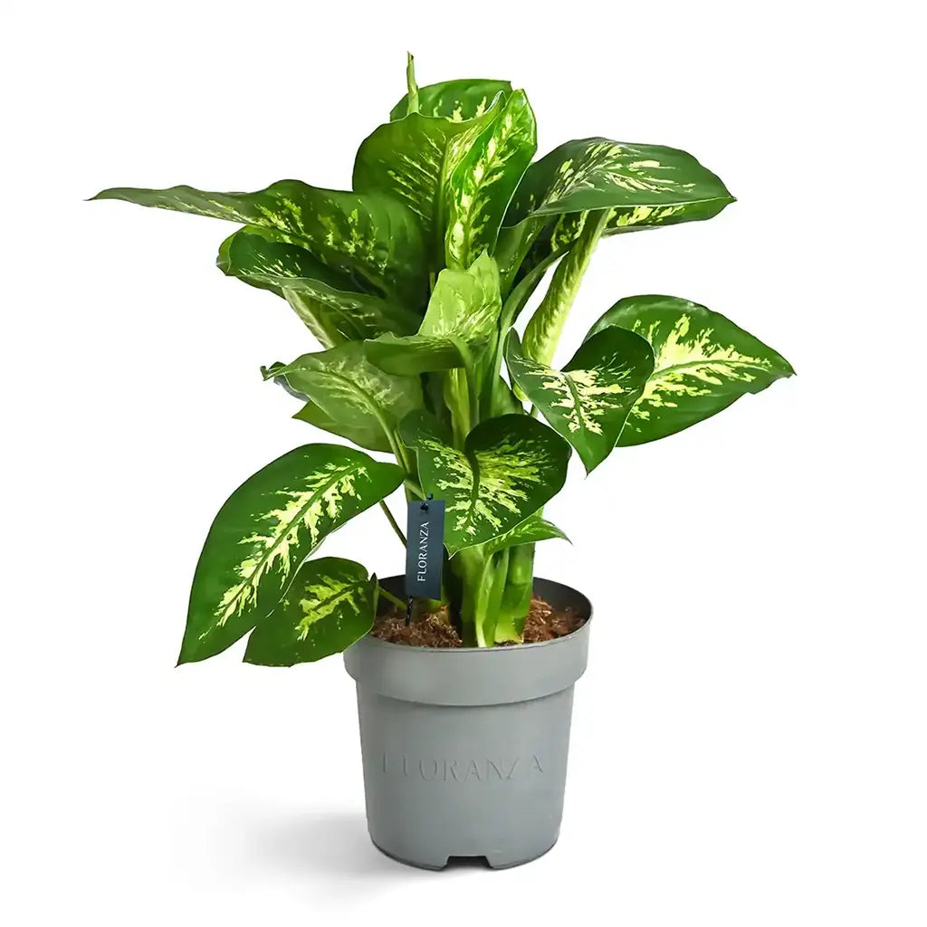 Dieffenbachia Tropicsnow   - Snow  Dumb Cane