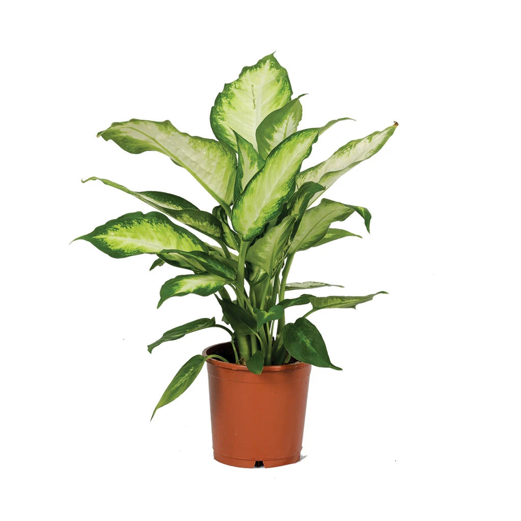 Dieffenbachia Camilla -  Dumb Cane