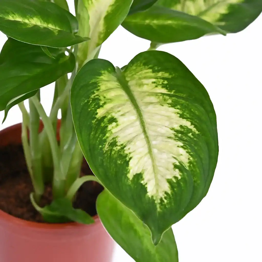 dieffenbachia camilla giftig Dieffenbachia Camilla - Dumb Cane