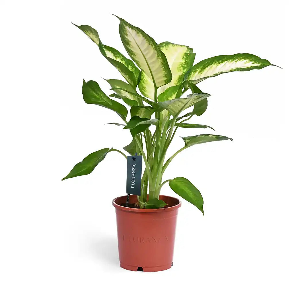 dieffenbachia camilla Dieffenbachia Camilla - Dumb Cane
