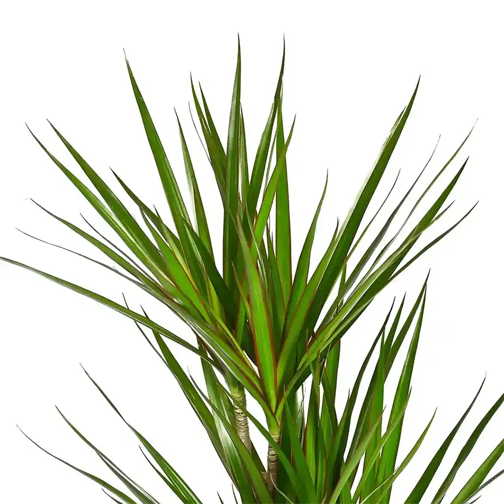Dracaena Marginata Multi Stem  - Dragon Plant