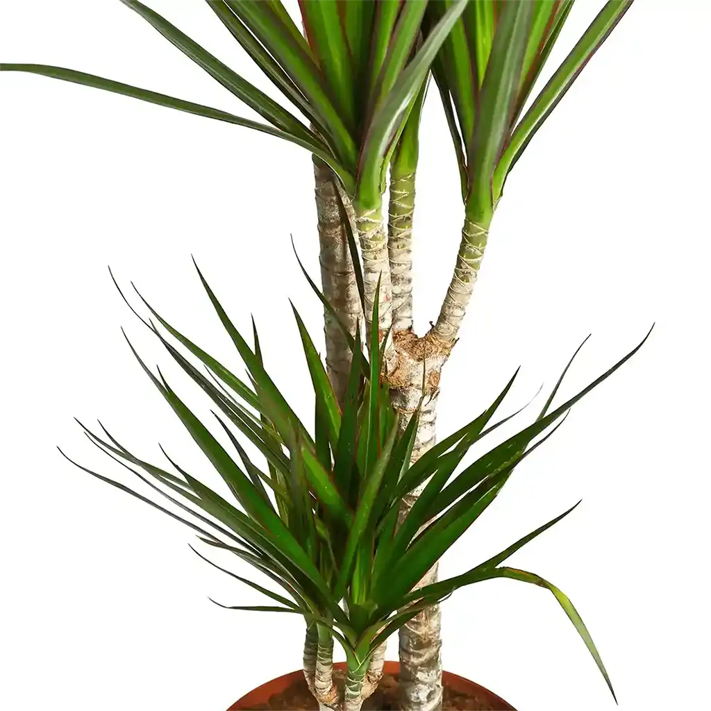 Dracaena Marginata Multi Stem  - Dragon Plant