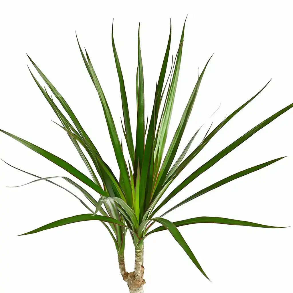 dracaena draco vs marginata Dracaena Marginata Head - Dragon Plant