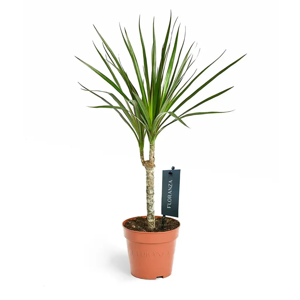 Dracaena Marginata Head - Dragon Plant