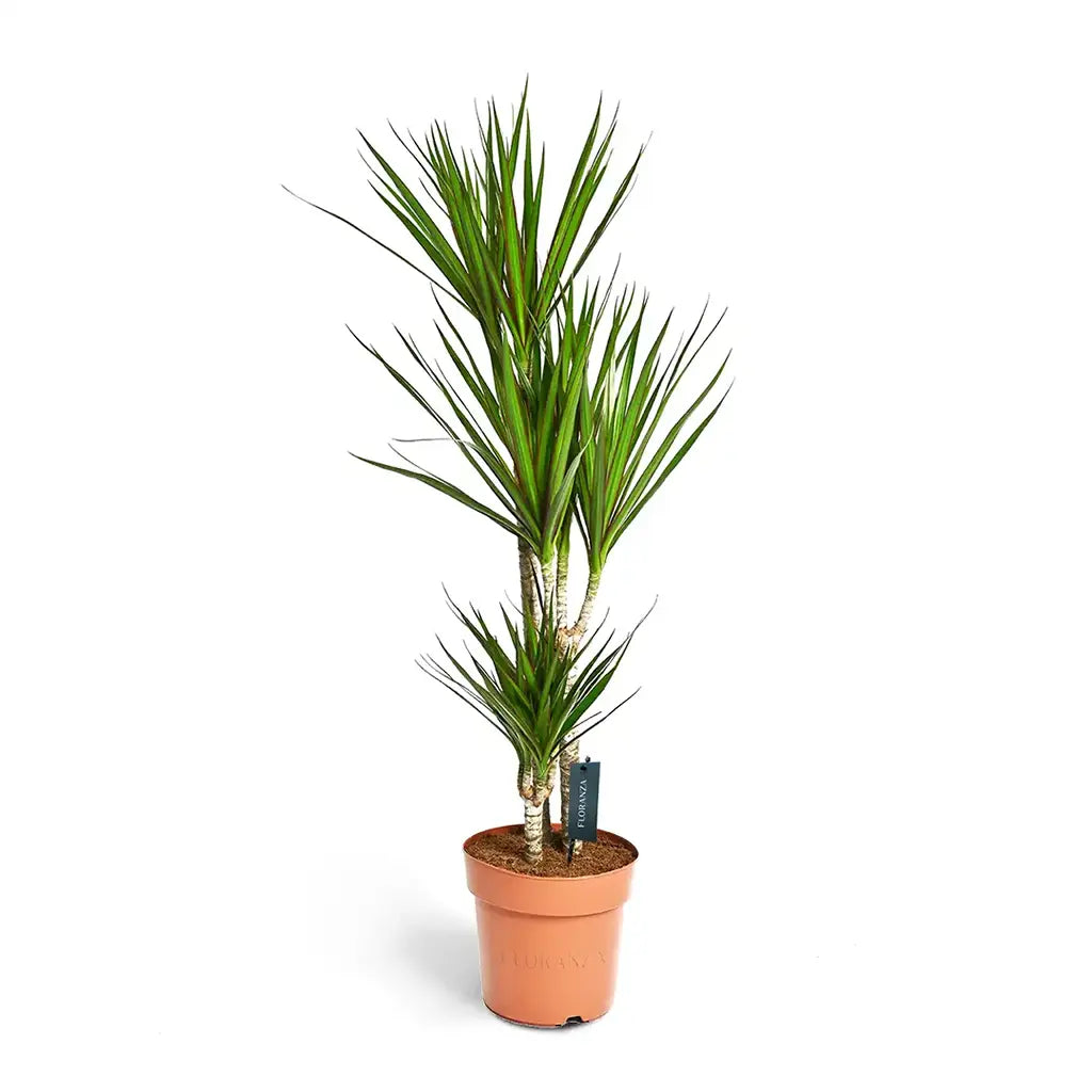 Dracaena Marginata Multi Stem - Dragon Plant