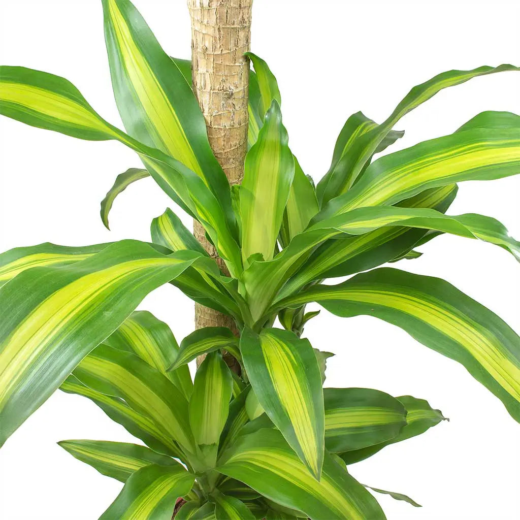 Dracaena Massangeana Multi-Stem - Dragon Plant