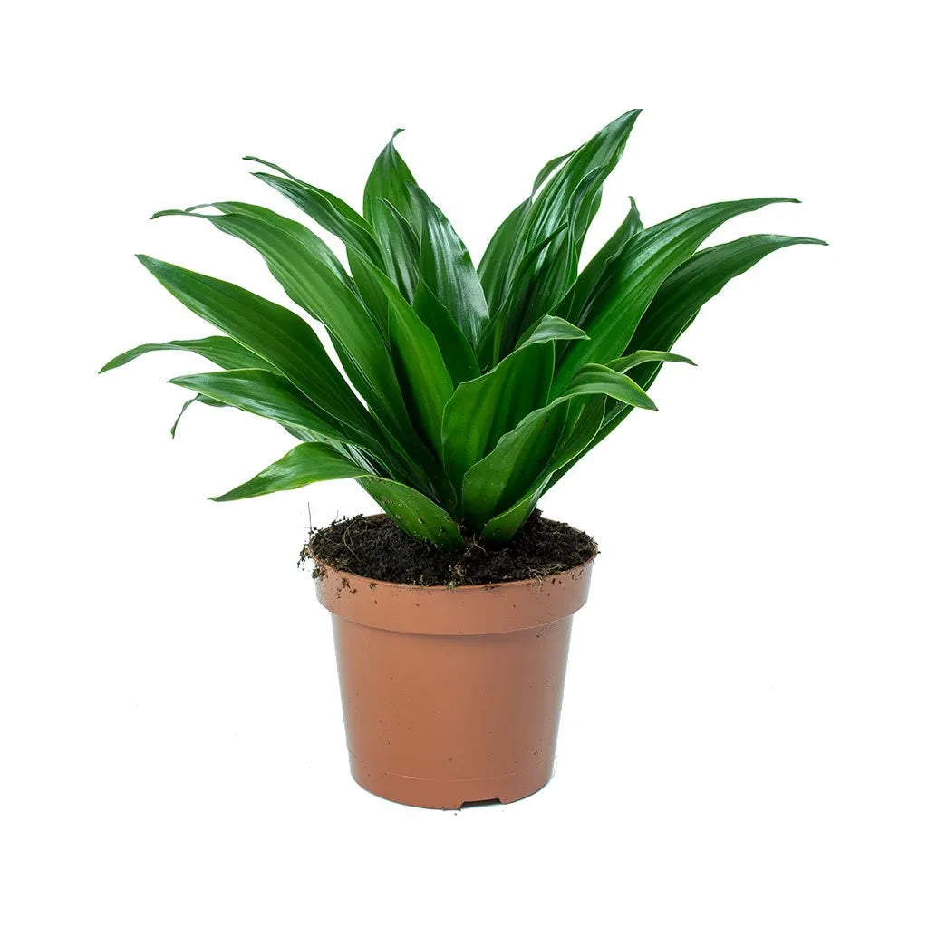 dracaena head Dracaena Compacta head -Dragon Plant