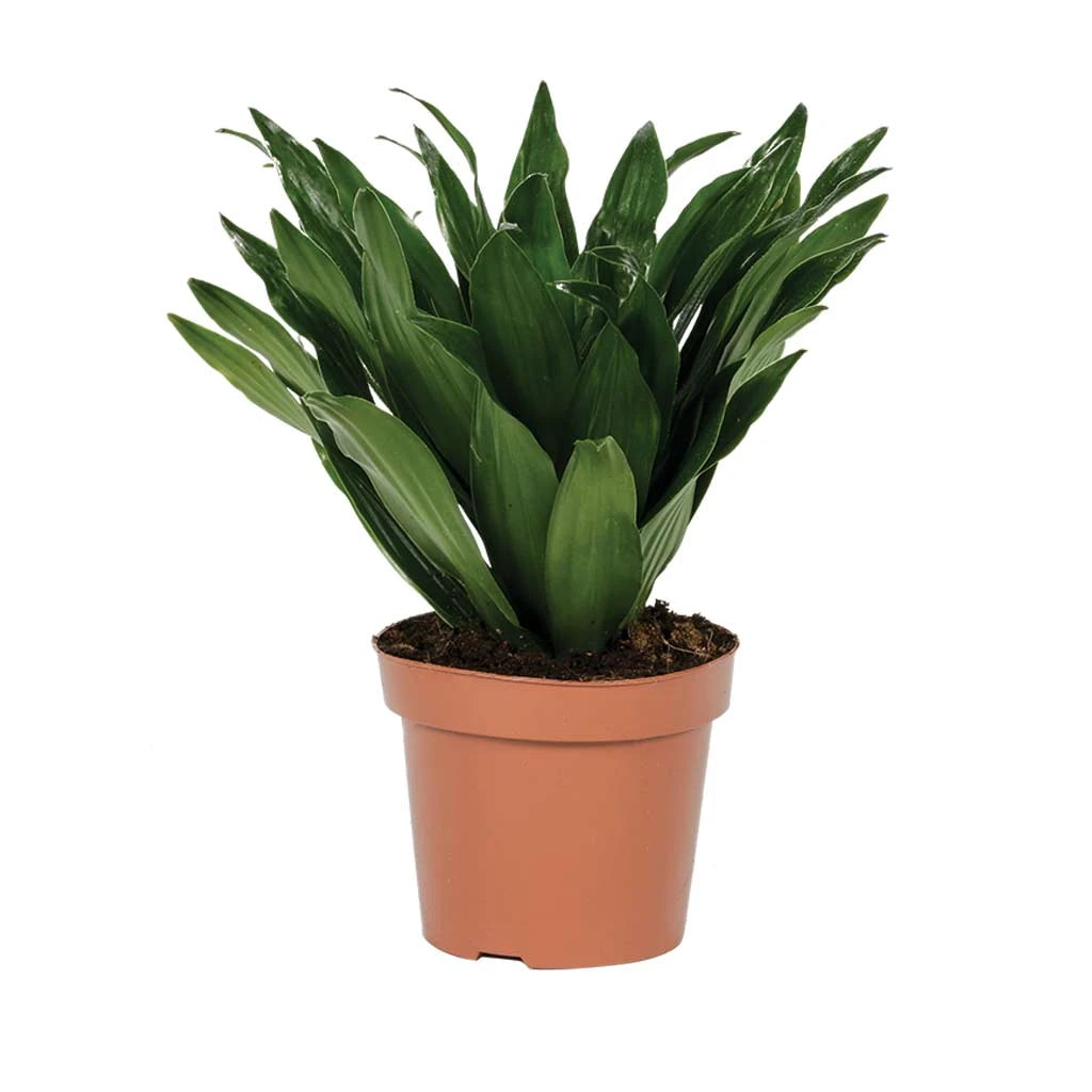 Dracaena Compacta head -Dragon Plant