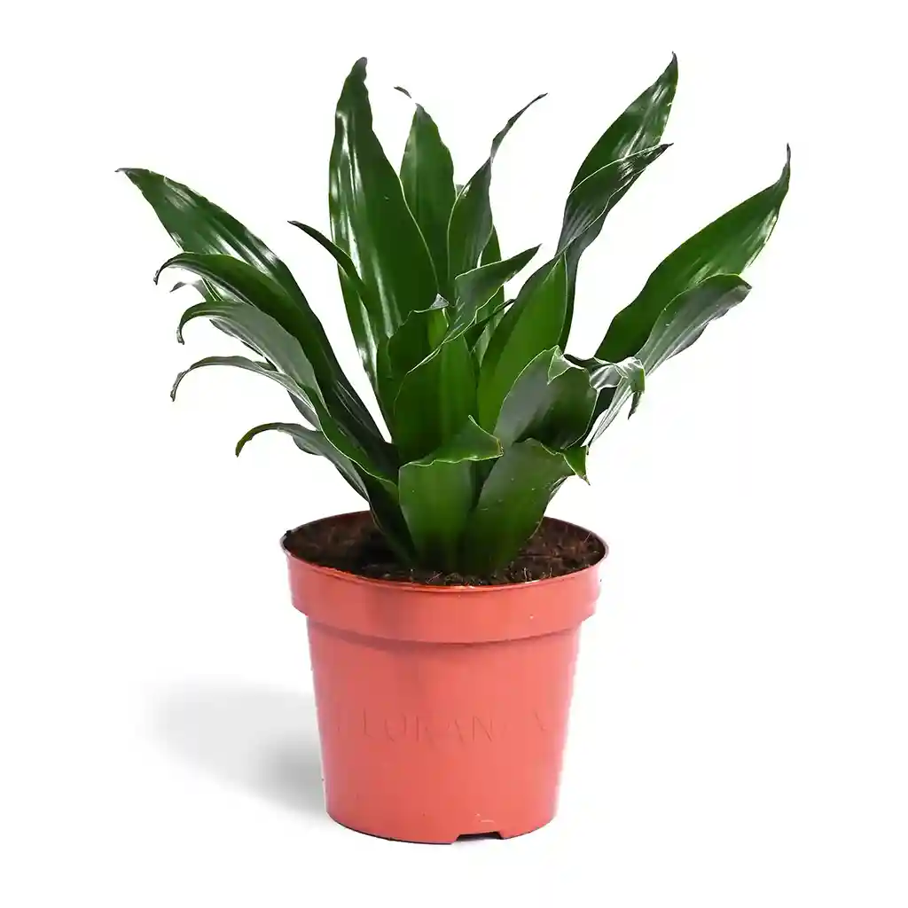 dracaena head Dracaena Compacta head -Dragon Plant